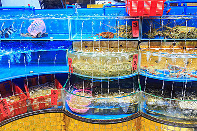 水產(chǎn)品 從高清視覺到全景生態(tài)的探索